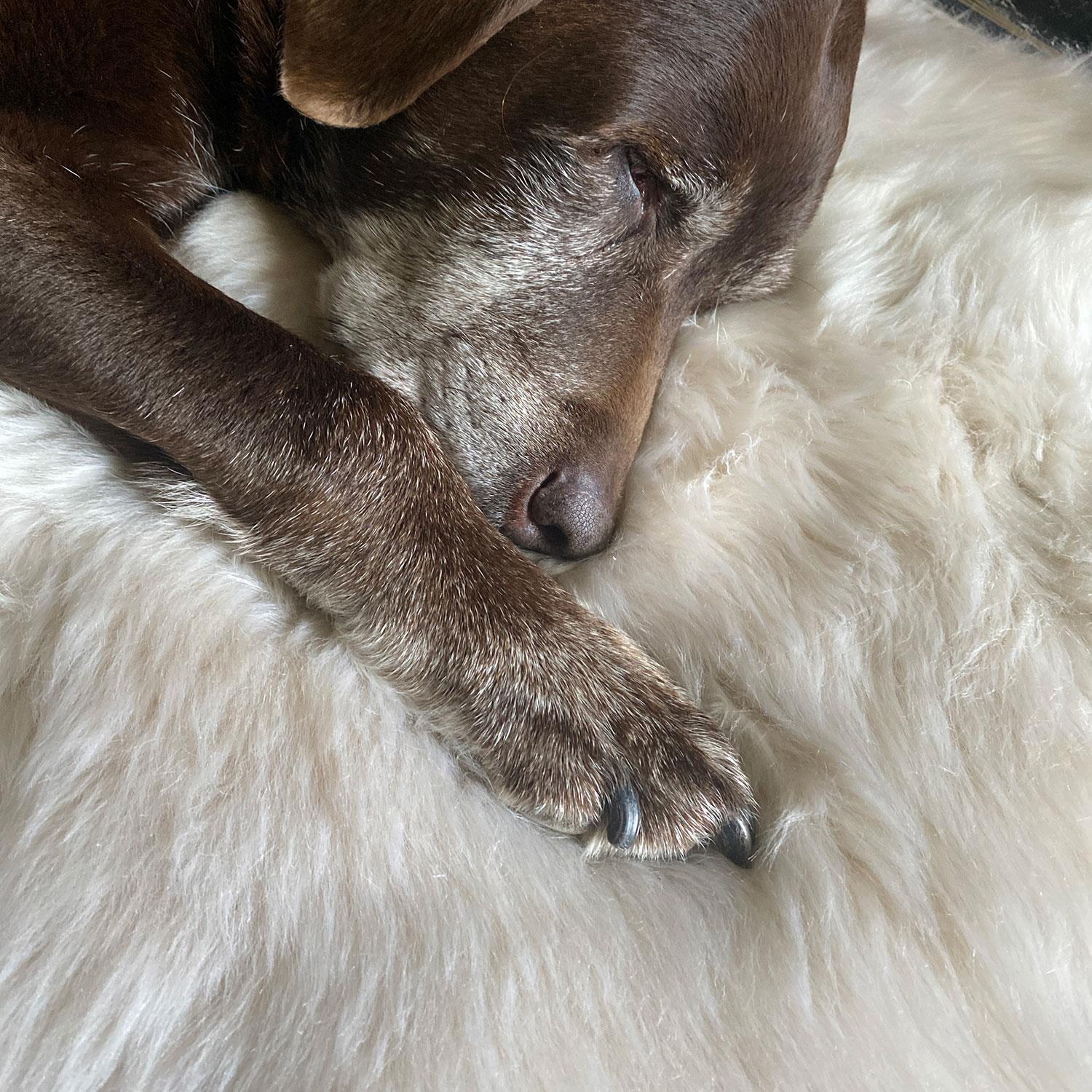 British Quad Sheepskin Rug Linen - Image 5
