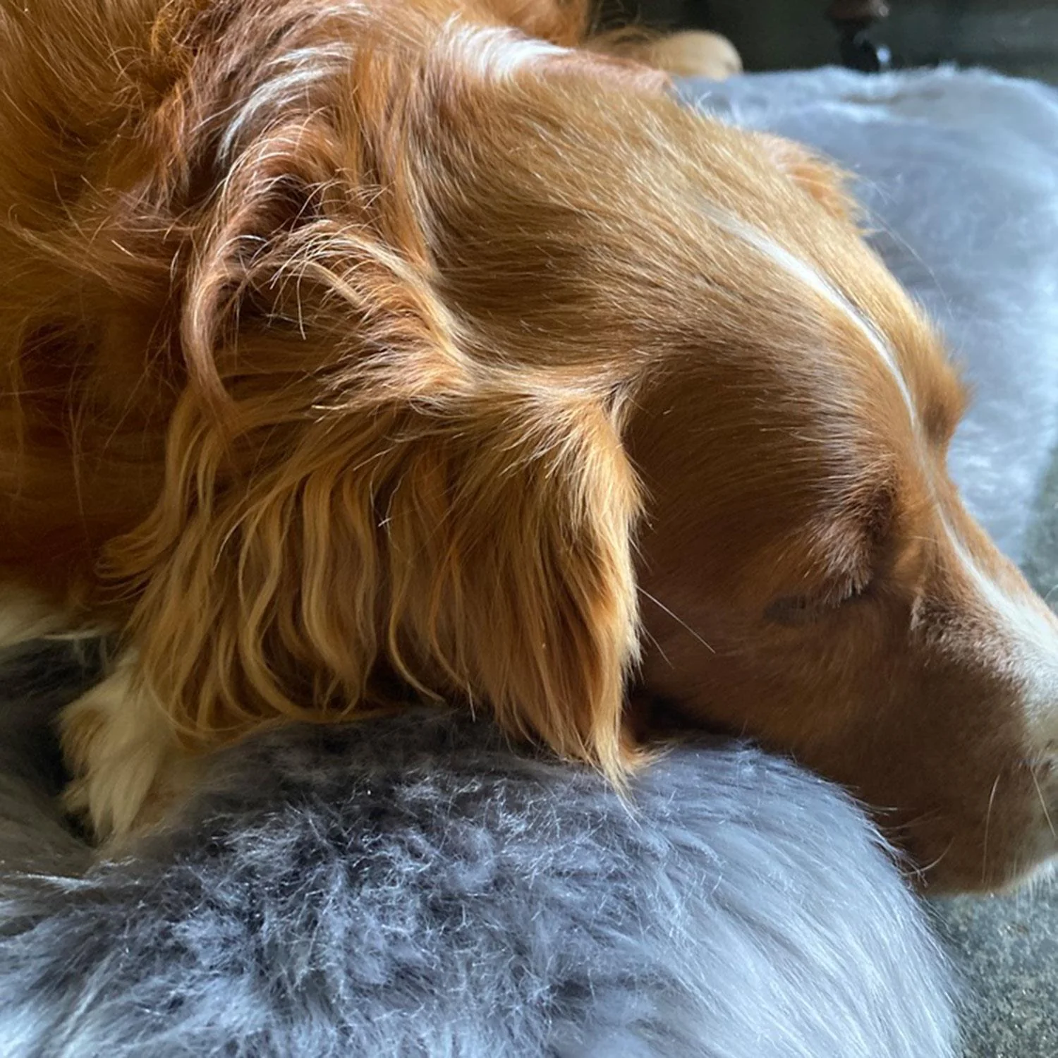 Medium Long Wool Padded Pet Bed Grey - Image 3
