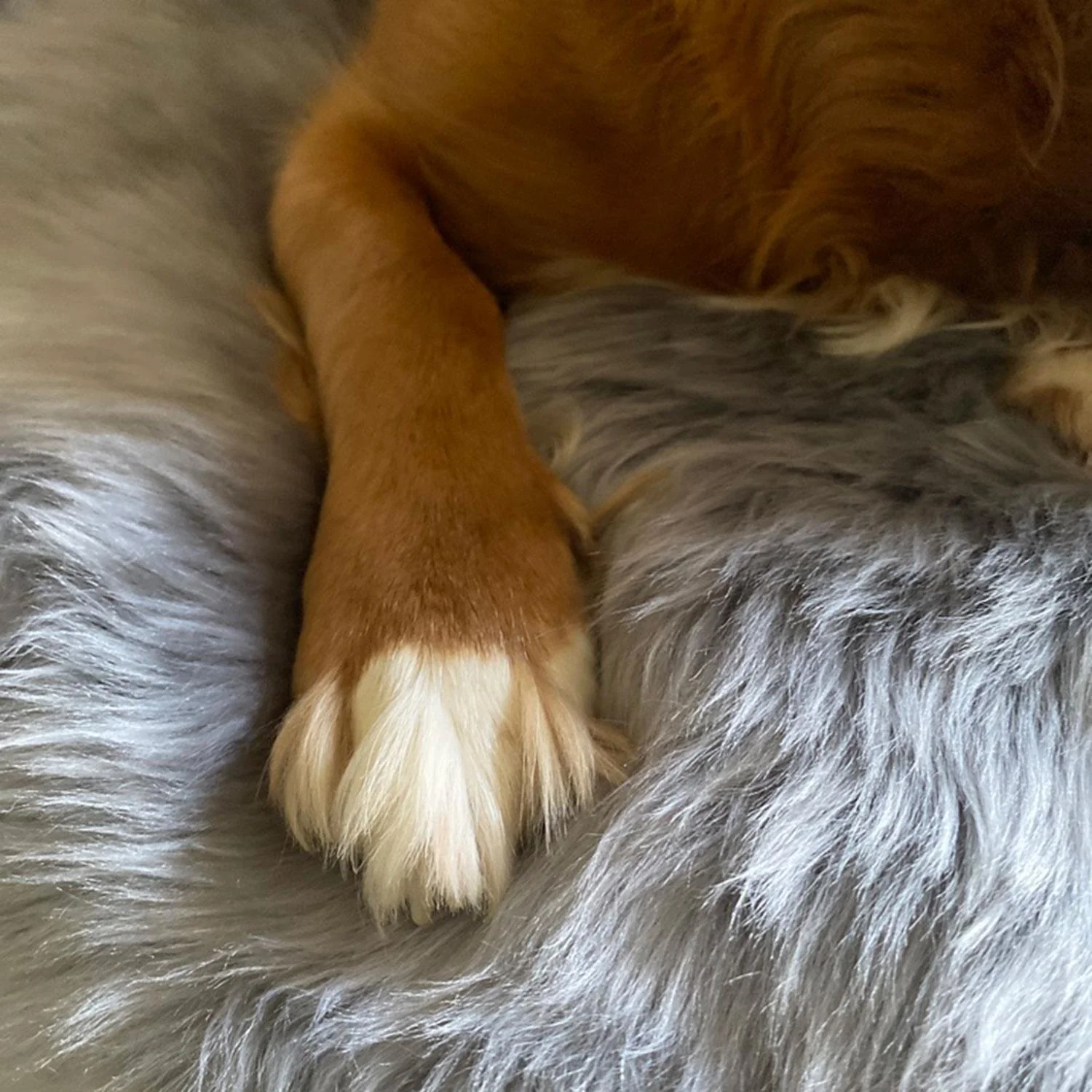 Medium Long Wool Padded Pet Bed Grey - Image 5