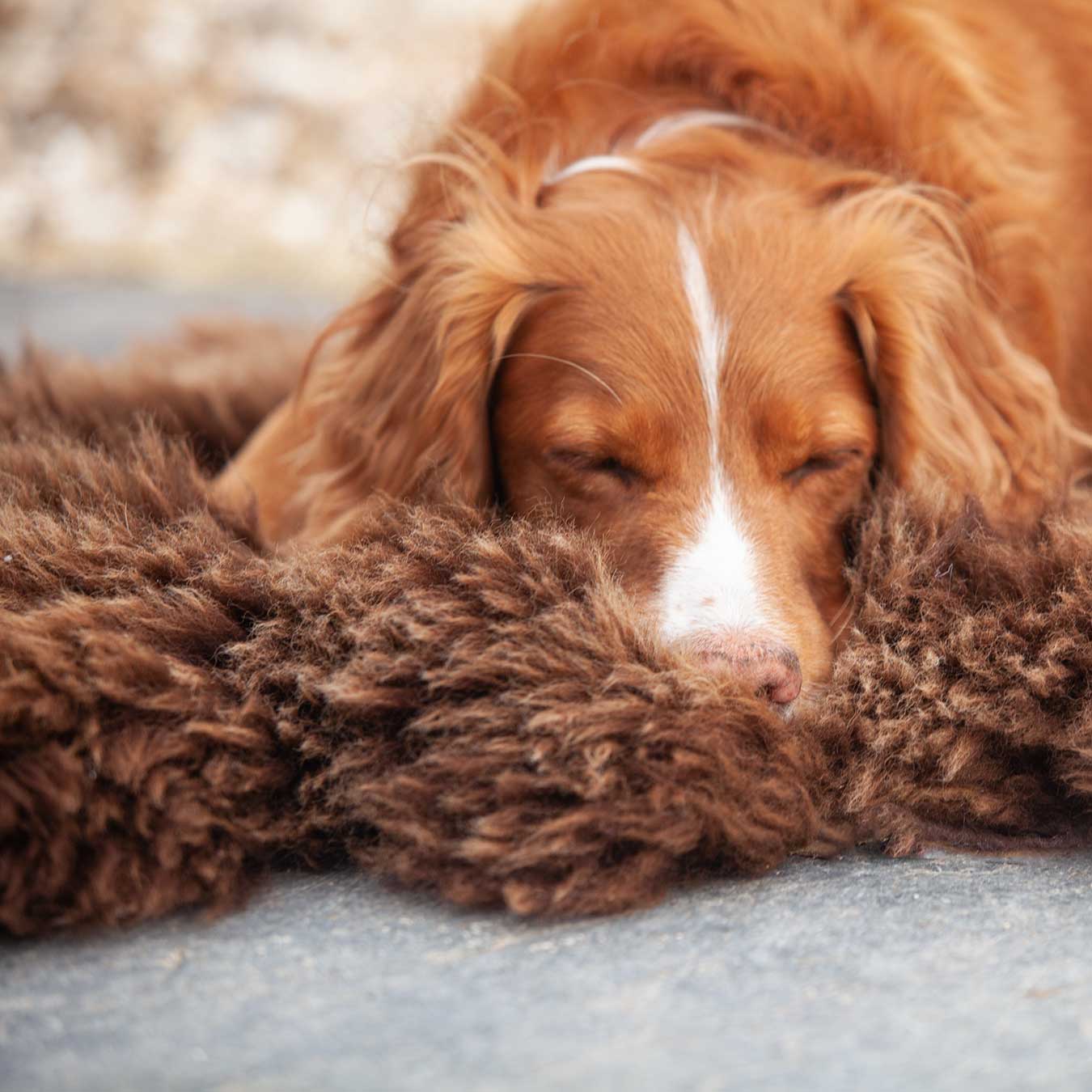 Natural Chocolate Economy Sheepskin Rug - Image 10