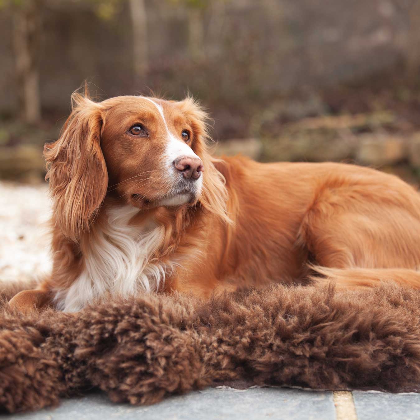 Natural Chocolate Economy Sheepskin Rug - Image 7