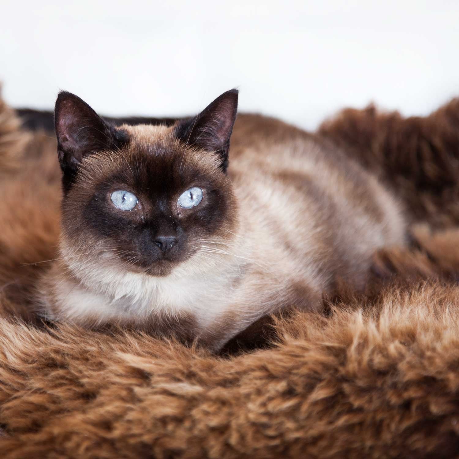 Natural Chocolate Economy Sheepskin Rug - Image 8