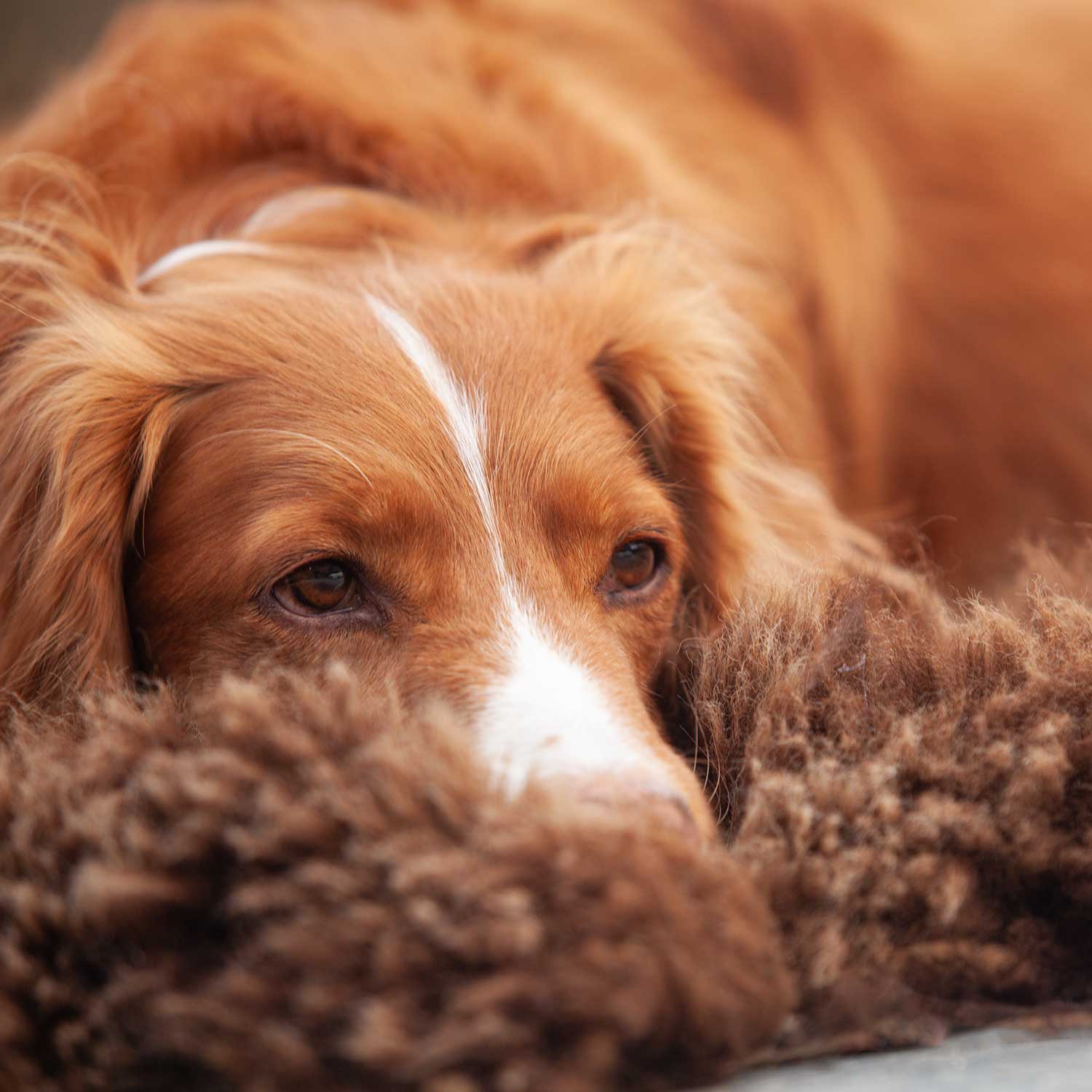 Natural Chocolate Economy Sheepskin Rug - Image 9